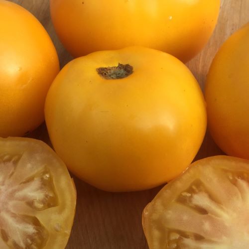 Tomate  jaune Taxi (plant)