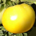 Tomate  jaune Taxi (plant)