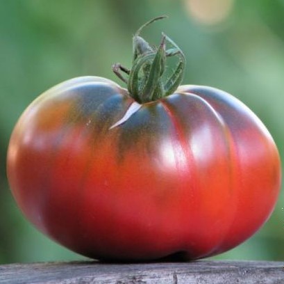 Tomate Arbuznyi (plant)