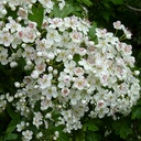 Crataegus monogyna. 60-90 1+1