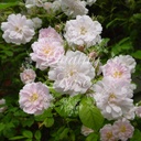 Rosier Paul's Himalayan Musk