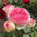 Rosier Eden Rose ® Pierre de Ronsard