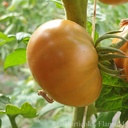 Tomate  jaune Uluru Ochre (semences)