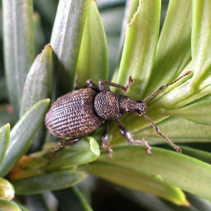 Piège + nématodes contre les otiorhynques adultes (10 m²)