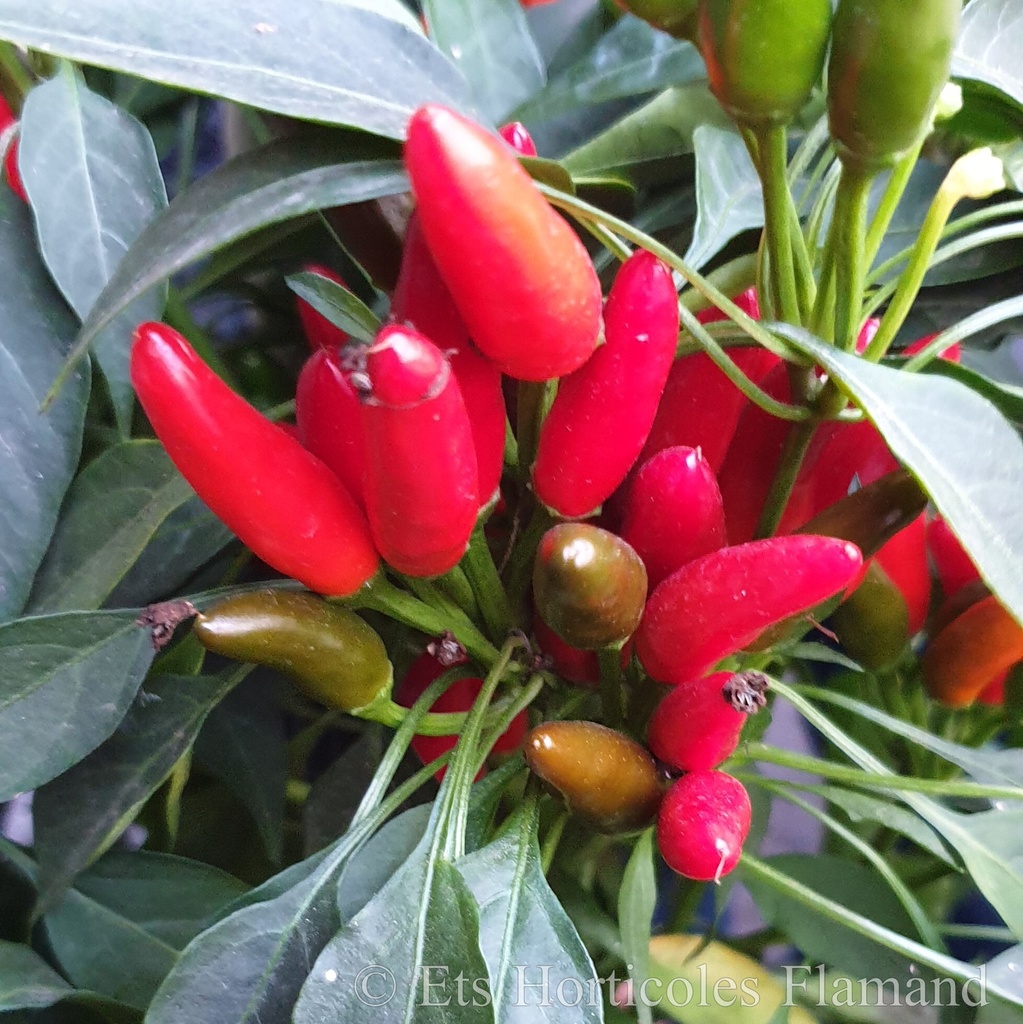 Piment fort Poinsettia (semences)