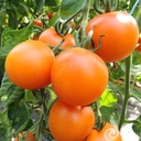 Tomate Auriga (semence)