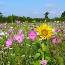 Jachère fleurie-Abeilles 300 à 600 m²