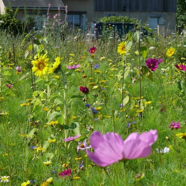 Jachère fleurie-Abeilles 300 à 600 m²