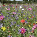 Jachère fleurie-Papillons 100 à 300 m²