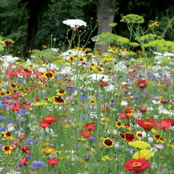 PRAIRIE FLEURIE AMIS DU JARDIN-COCCINELLES 3 M²