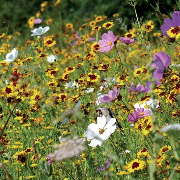 PRAIRIE FLEURIE AMIS DU JARDIN-OISEAUX 3 M²