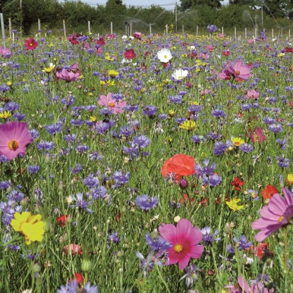 PRAIRIE FLEURIE AMIS DU JARDIN-PAPILLON 7 M²