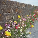 PRAIRIE FLEURIE SPECIFIQUES-PIED DE MUR 7 M²