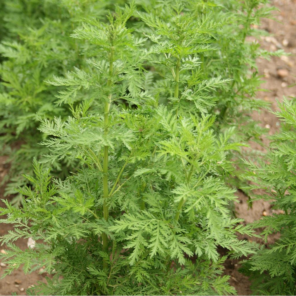 Absinthe Artemisia absinthium

 Plant en pot de 10,5 cm