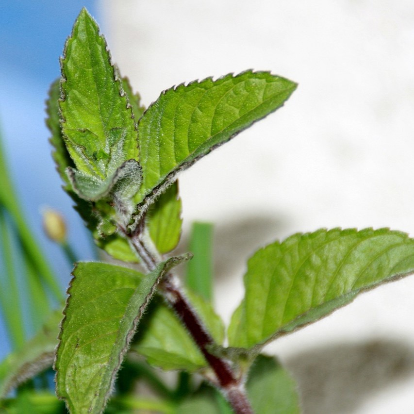 Menthe chocolat

 Plant en pot de 10,5 cm