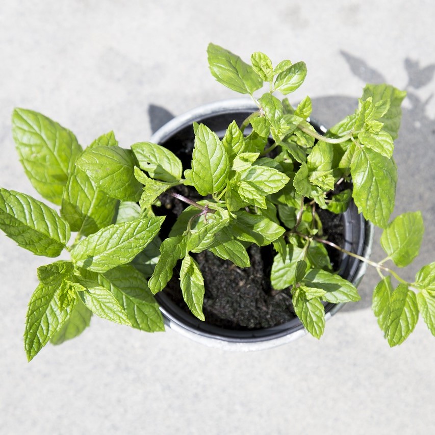 Menthe Citron

 Plant en pot de 10,5 cm