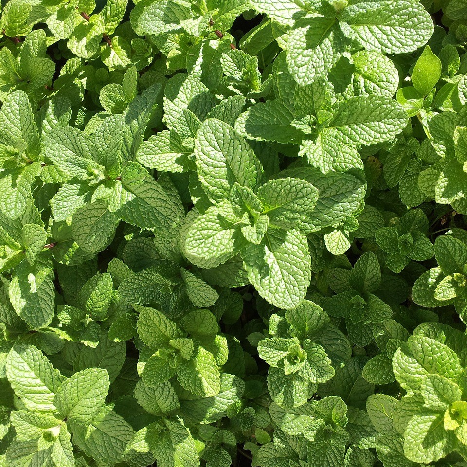 Menthe Marocaine

 Plant en pot de 1 l