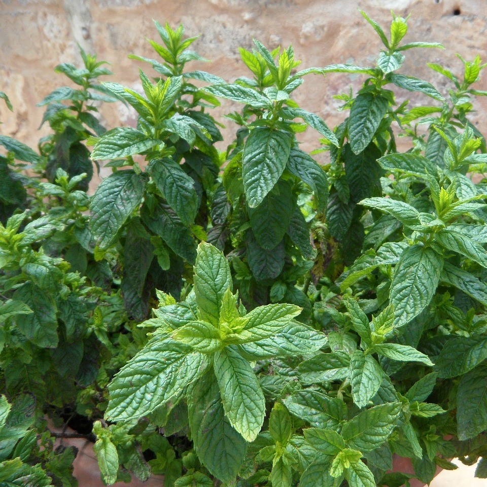 Menthe Ricqlès

 Plant en pot de 10,5 cm