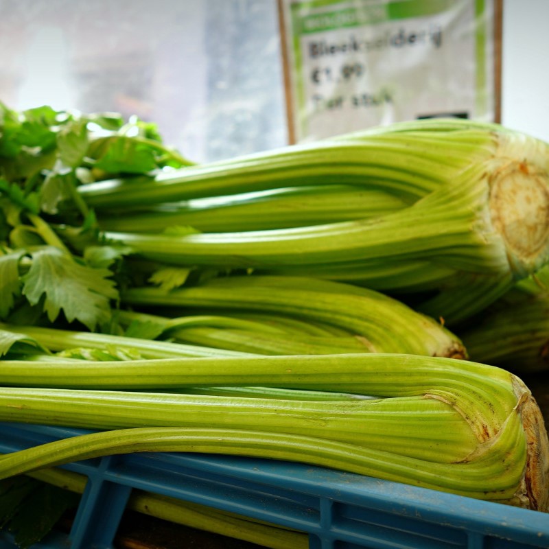 Céleri gros vert .

 Plant en motte