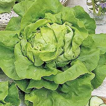 Laitue pommée verte

 Plant en motte