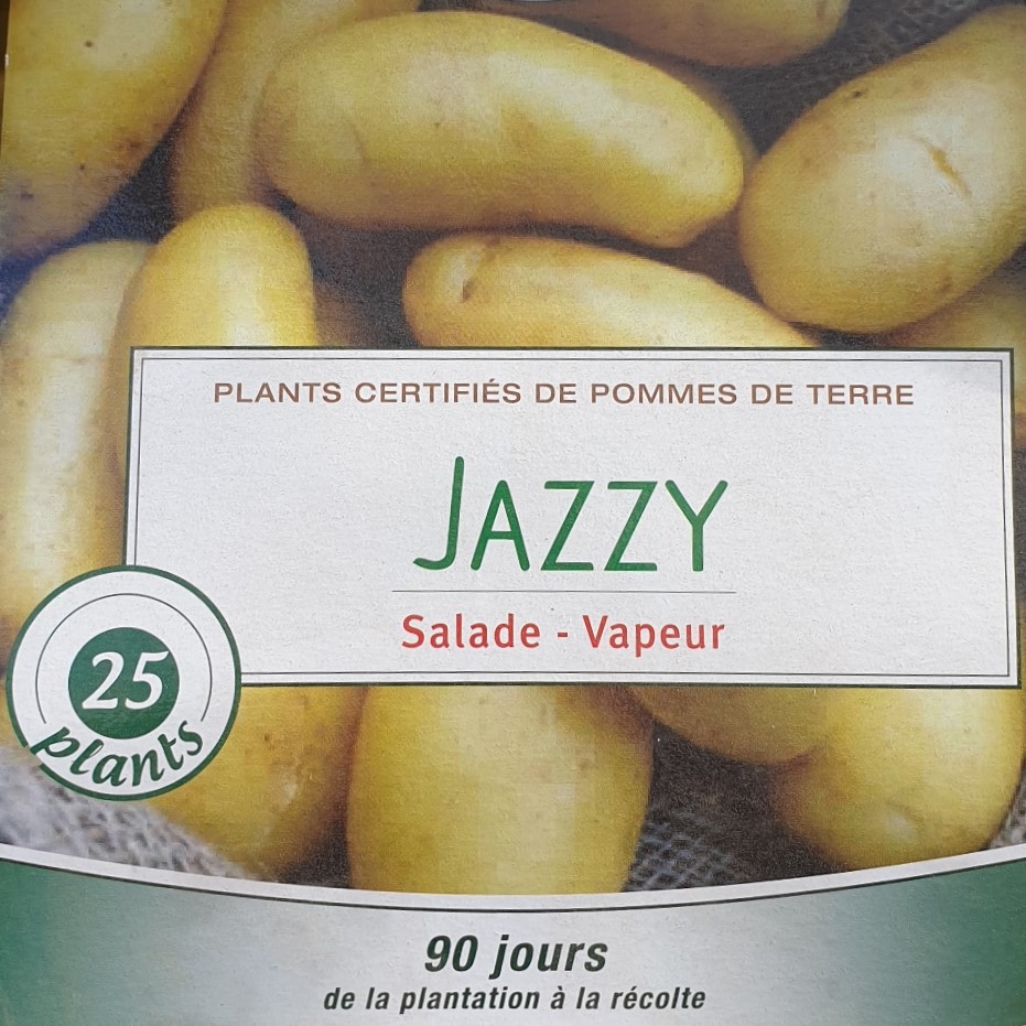 Pomme de terre Jazzy