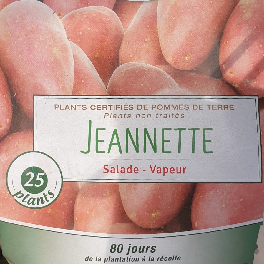 Pomme de terre Jeannette