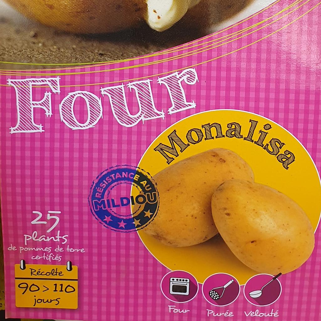 Pomme de terre Monalisa