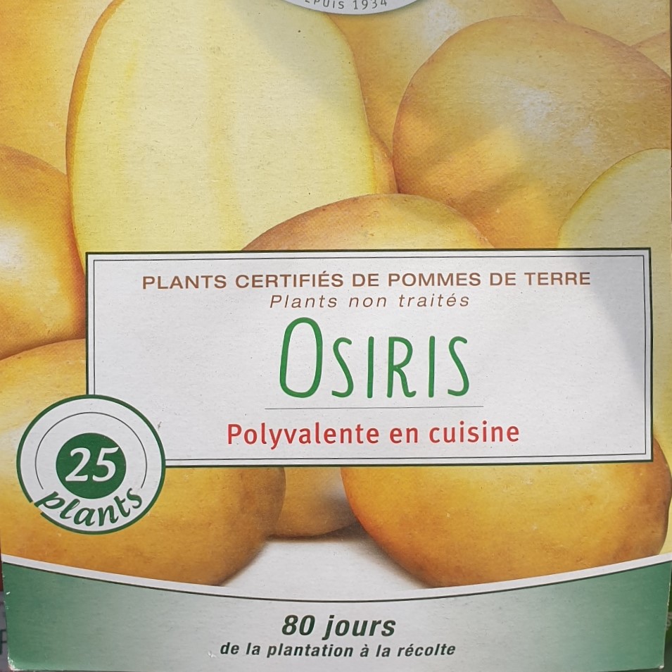 Pomme de terre Osiris