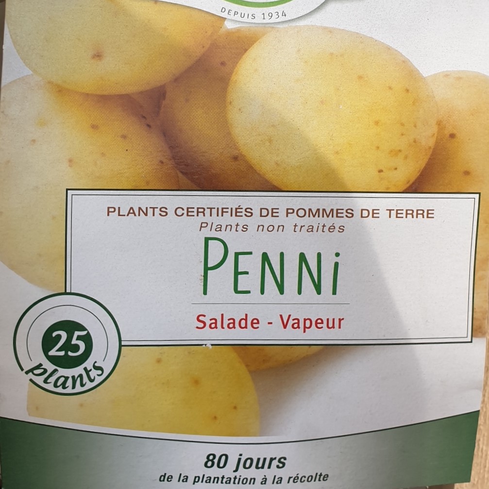 Pomme de terre Penni