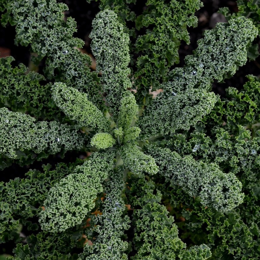 Chou frisé (chou kale) .

 Plant en motte