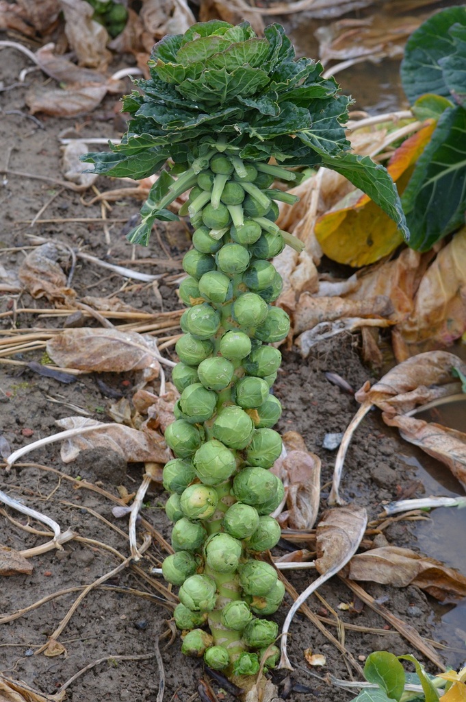 Chou de Bruxelles .

 Plant en motte