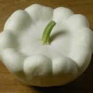 Courgette Patisson blanc

 Plant en pot de 8X8 cm