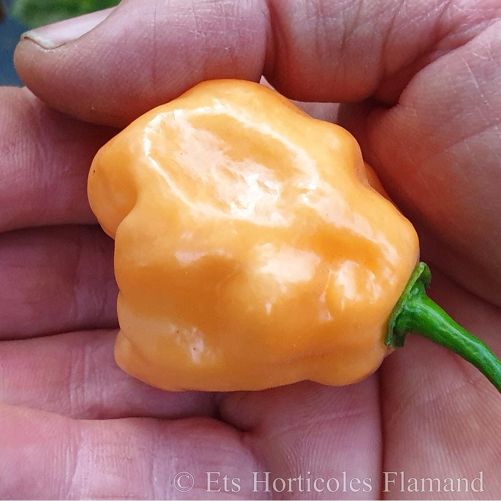 Piment  peu fort Habanero Pink

 Plant en pot de 8X8 cm