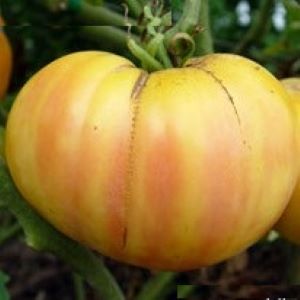 Tomate  blanche Big White Pink Stripes

 Plant en pot de 8X8 cm