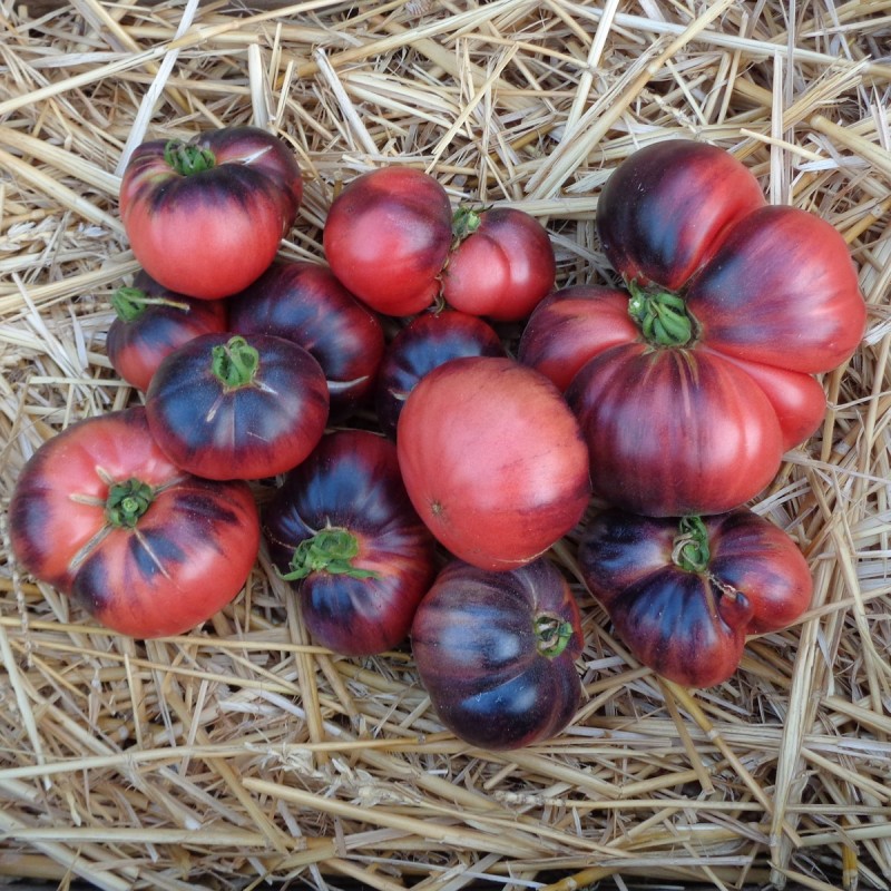 Tomate  bleue Blue Beauty

 Plant en pot de 8X8 cm