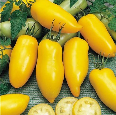 Tomate  jaune Roman Candle

 Plant en pot de 8X8 cm