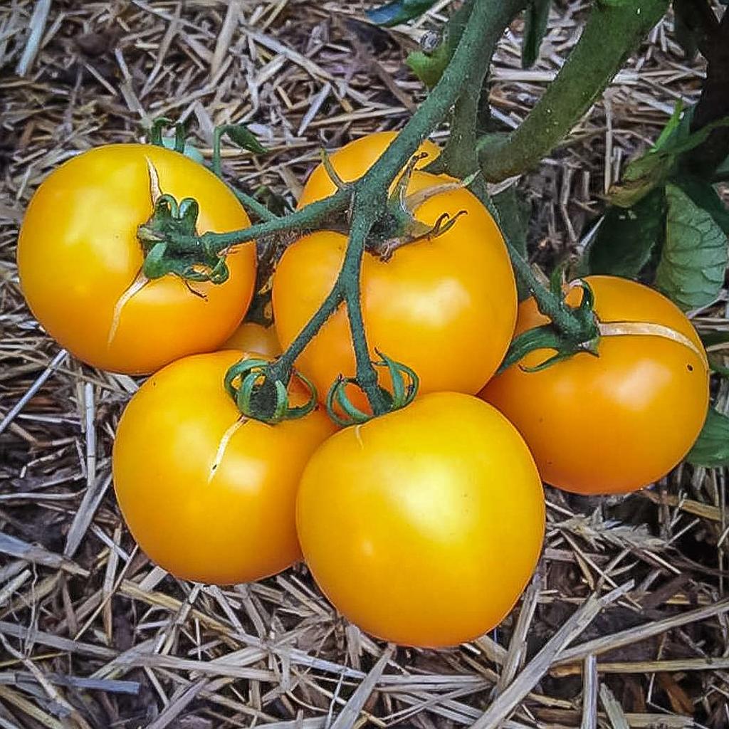 Tomate  jaune Taxi

 Plant en pot de 8X8 cm