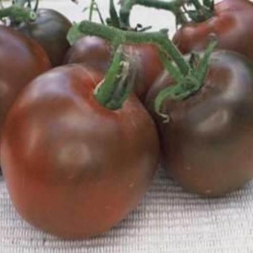 Tomate  noire Black Prince

 Plant en pot de 8X8 cm