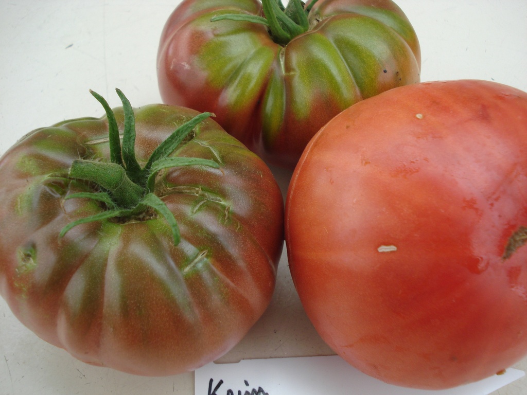 Tomate  noire de Crimée

 Plant en pot de 8X8 cm