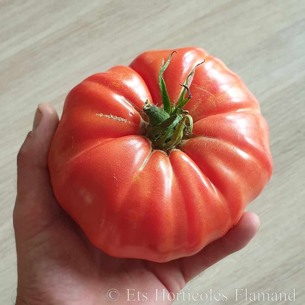 Tomate "énorme"

 Plant en pot de 8X8 cm