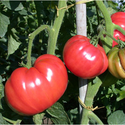 Tomate Belge Géante rouge

 Plant en pot de 8X8 cm