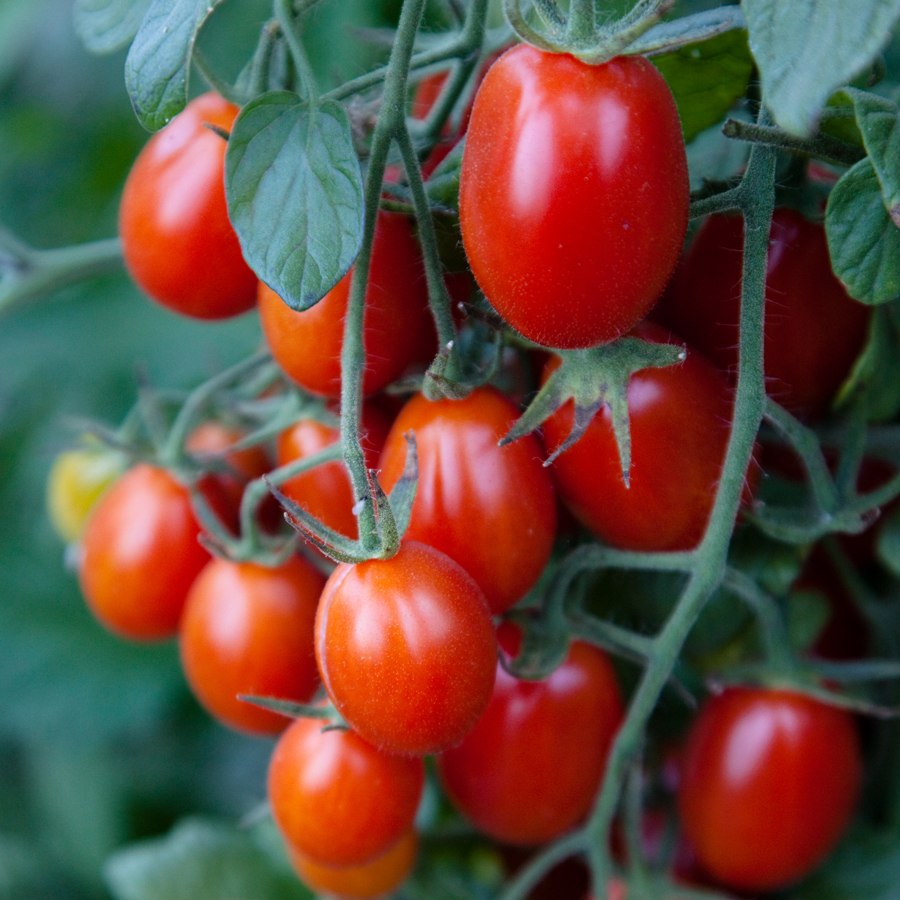 Tomate cerise Christmas grapes

 Plant en pot de 8X8 cm