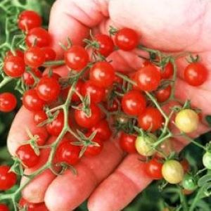 Tomate cerise Groseille 'Red Currant'

 Plant en pot de 8X8 cm