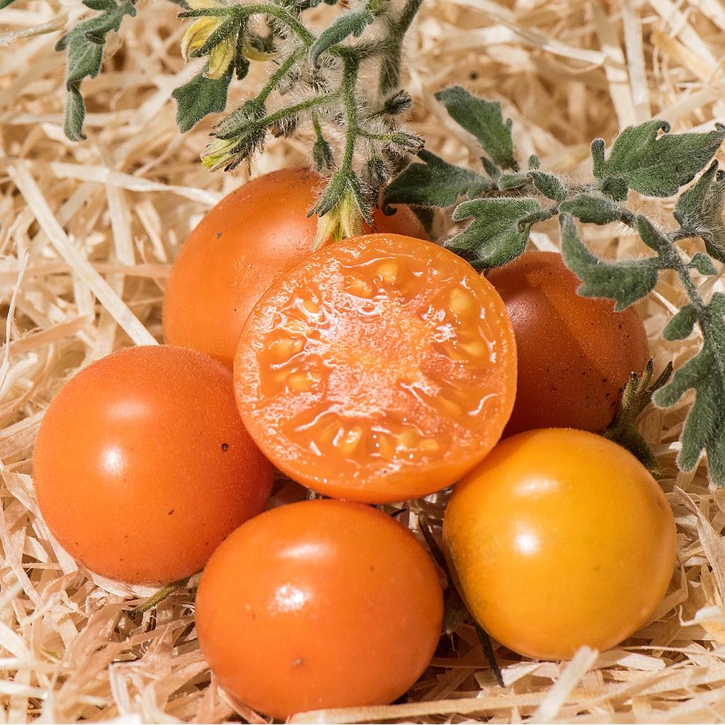 Tomate cerise jaune Ambrosia orange

 Plant en pot de 8X8 cm