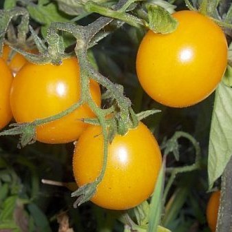 Tomate cerise jaune Gold Nugget

 Plant en pot de 8X8 cm