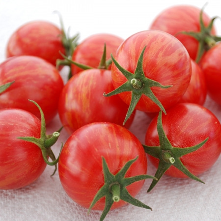 Tomate cerise Pink Bumble Bee

 Plant en pot de 8X8 cm