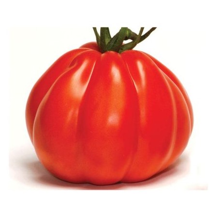 Tomate Coeur d'Albenga

 Plant en pot de 8X8 cm