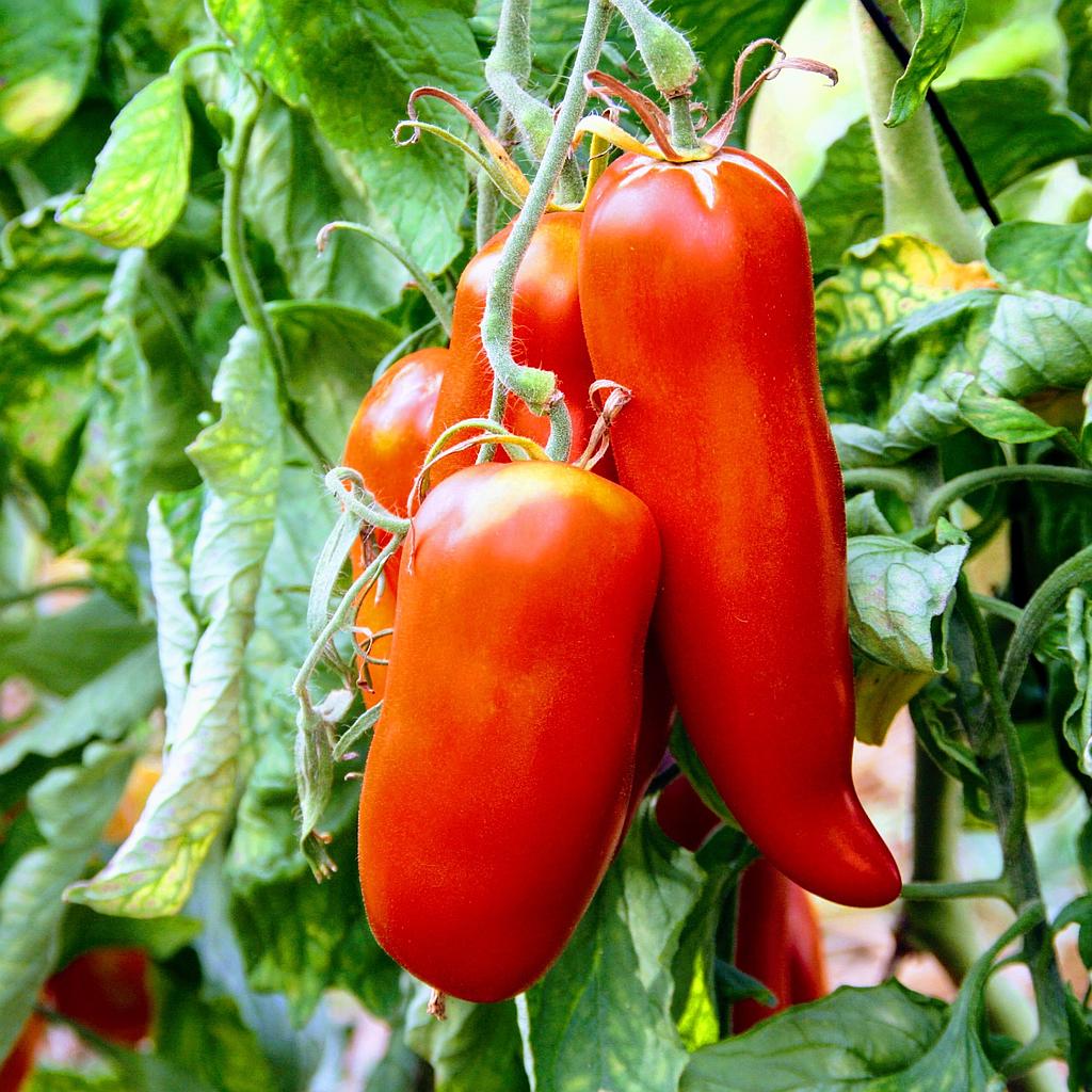 Tomate Cornue des Andes

 Plant en pot de 8X8 cm