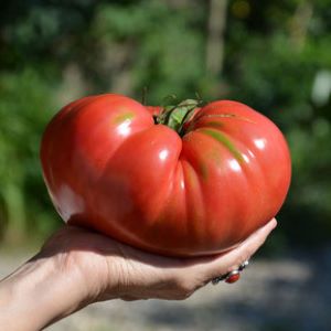 Tomate Couille de taureau

 Plant en pot de 8X8 cm