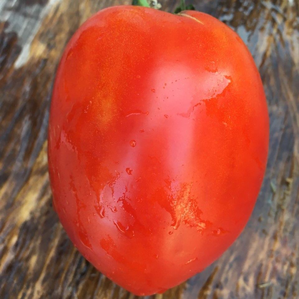 Tomate Giant pear

 Plant en pot de 8X8 cm